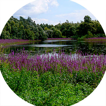 Fluss & Aue Emmericher Ward