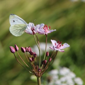 Schwanenblume mit Weißling