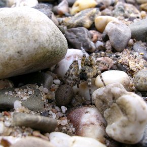 Die Flussufer-Wolfsspinne besiedelt die Ufer großer Flüsse