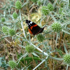 Red admiral on field eryngo