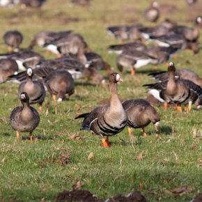 Greater white-fronted geese resting in the Emmericher Ward