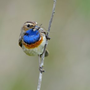 Bluethroat