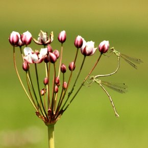 “Marriage“ of southern emerald damselflies on a flowering rush