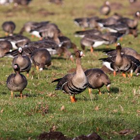 Resting geese in the EU Bird Sanctuary Unterer Niederrhein