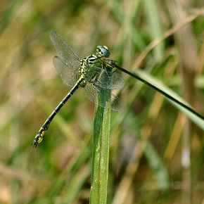 Yellow-legged dragonfly