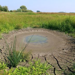Desiccated tidal pool