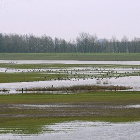 Resting birds during a flood