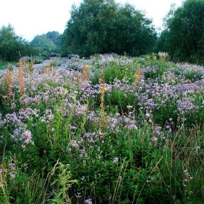 Species-rich dry meadow